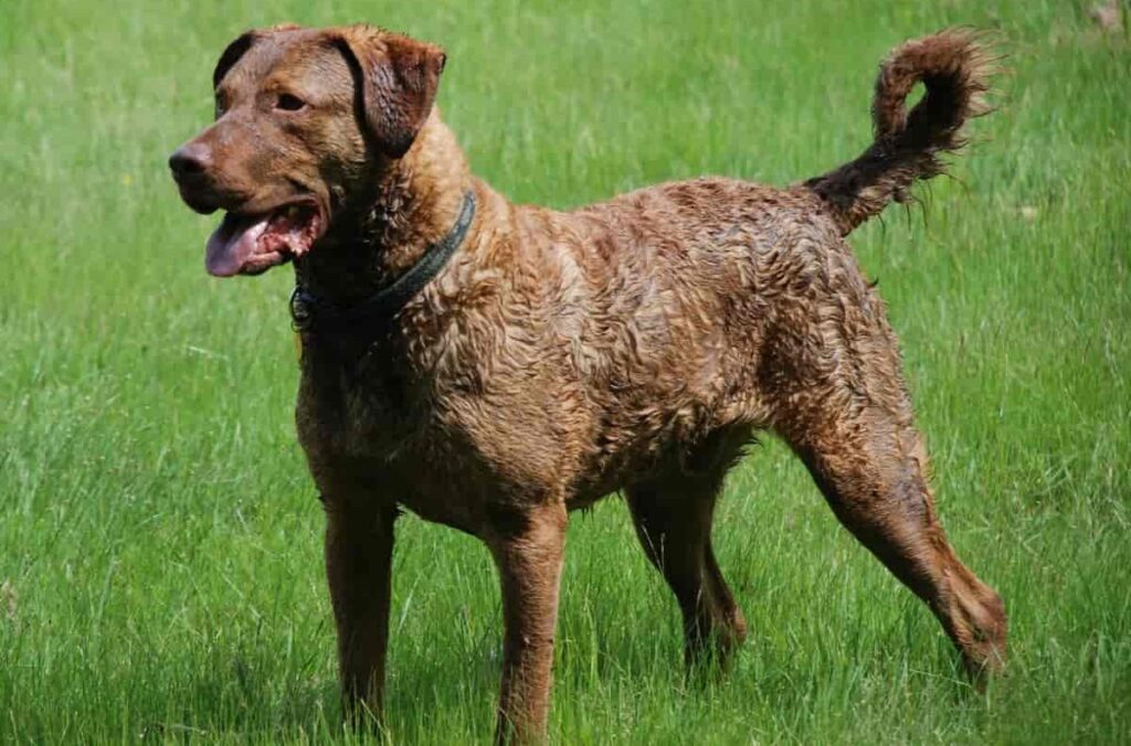 American Guard Dog Breeds