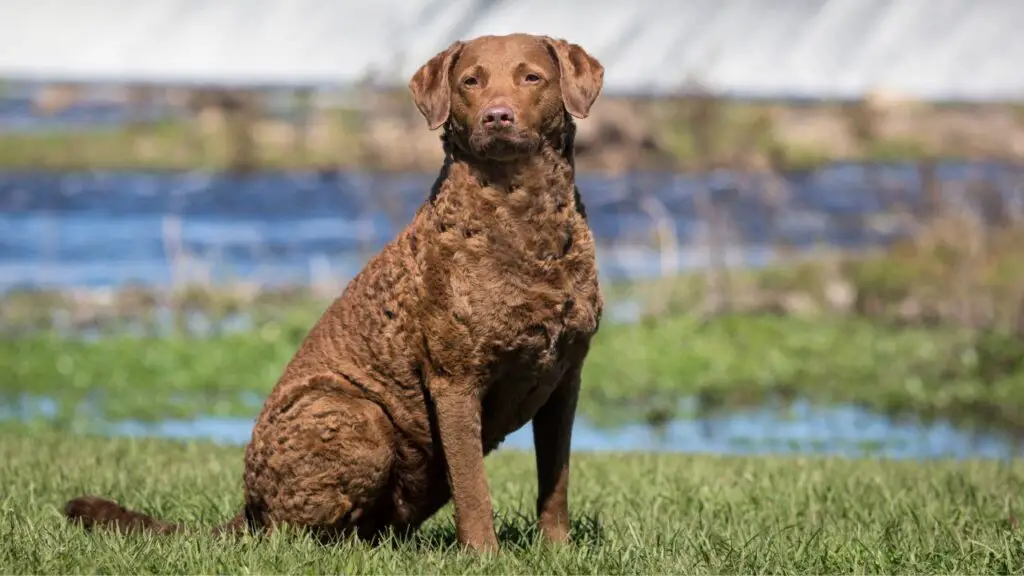 best guard dogs
