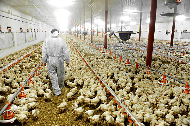 look inside chicken industry
