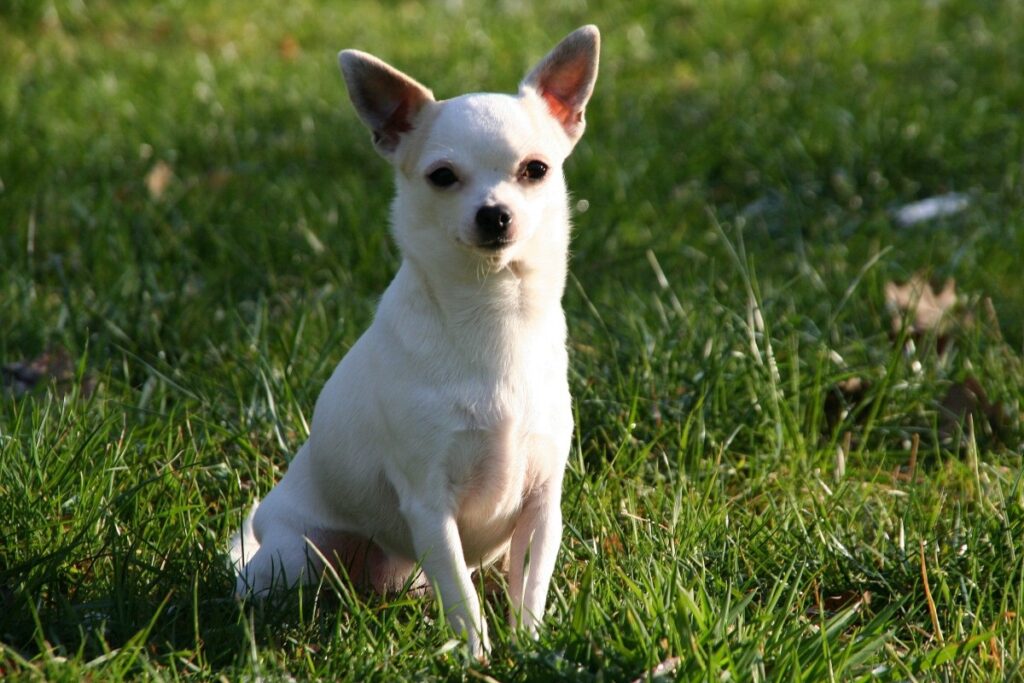 small guard dog breeds