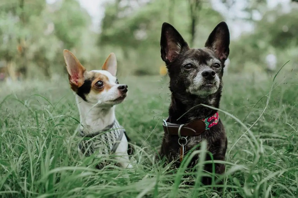 good camping guard dogs
