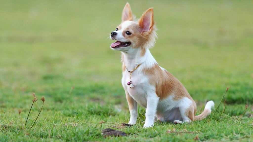 chihuahua dental disease
