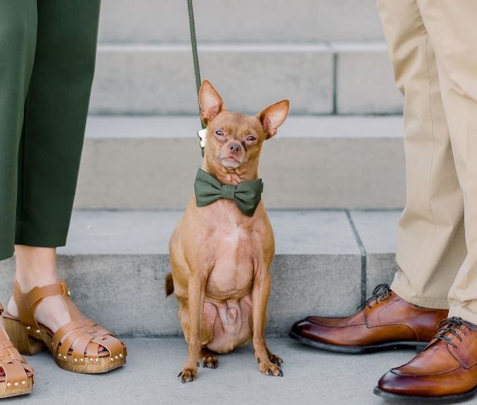 chihuahua mixed
