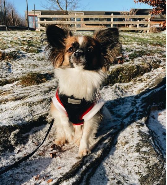 Chihuahua and  Papillon mix