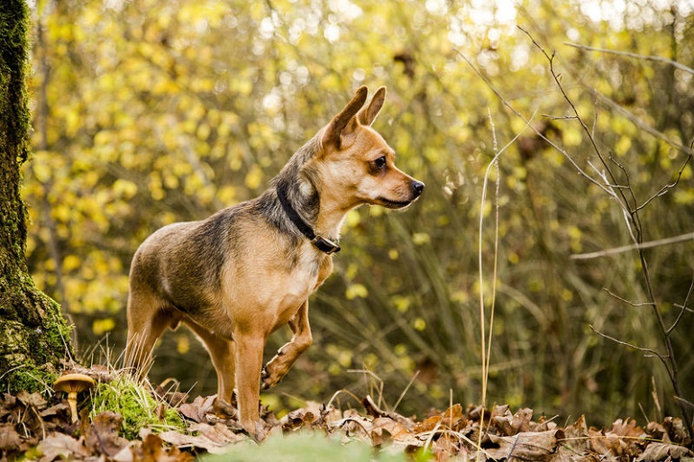 types of chihuahua mixes
