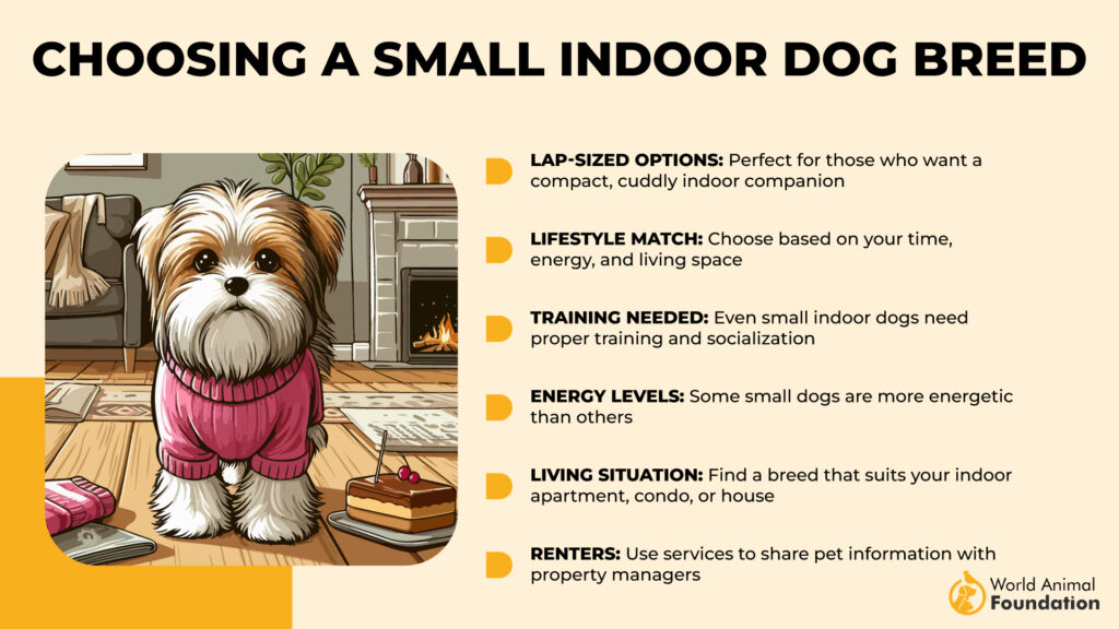 Choosing a Small Indoor Dog Breed