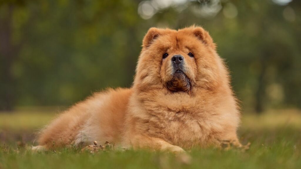 most relaxed dog breeds
