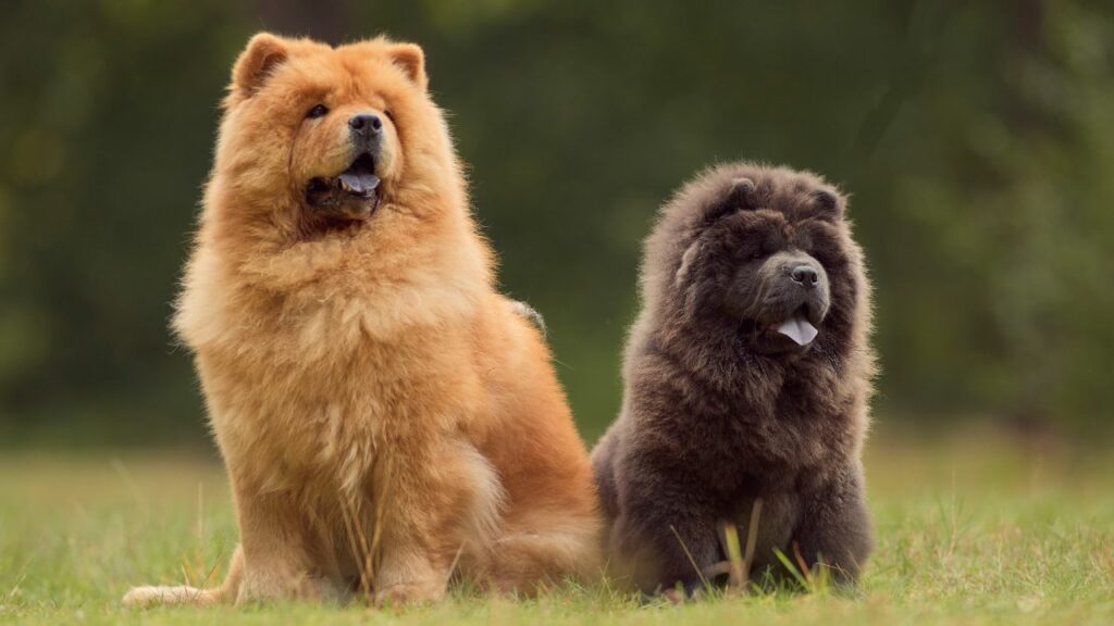 are chow chow high maintenance
