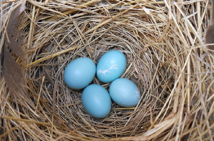 what bird eggs are blue