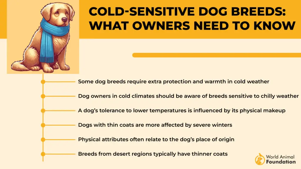 Cold-Sensitive Dog Breeds What Owners Need to Know