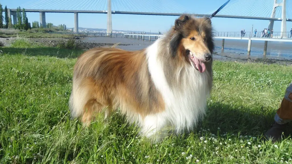 Collie 1