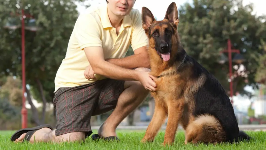 popular dog breads
