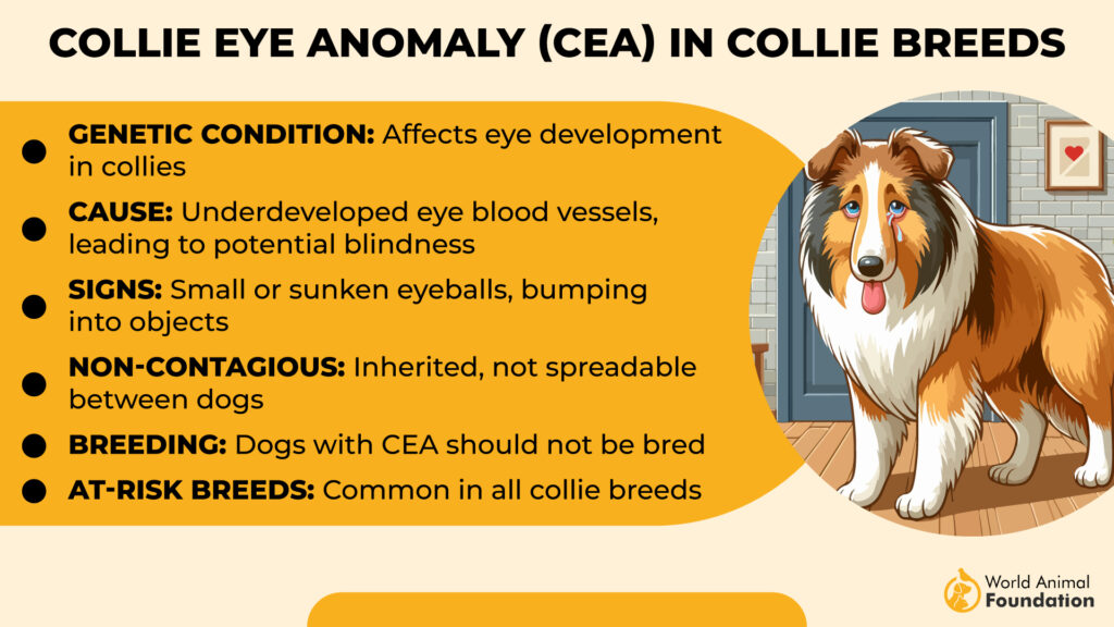 Collie Eye Anomaly in Collie Breeds