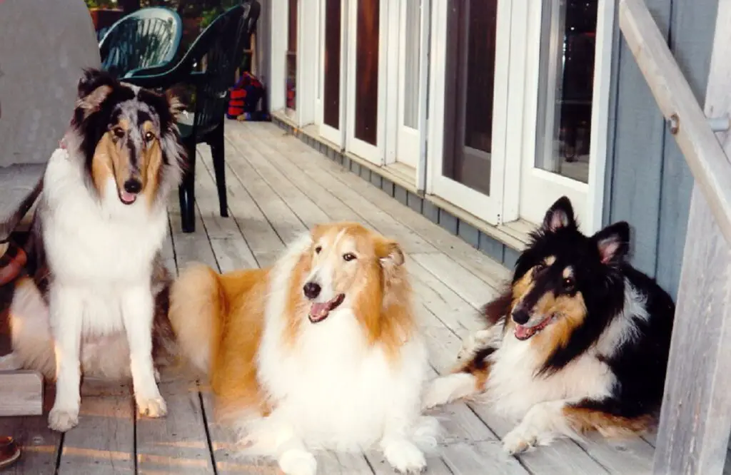 Collies