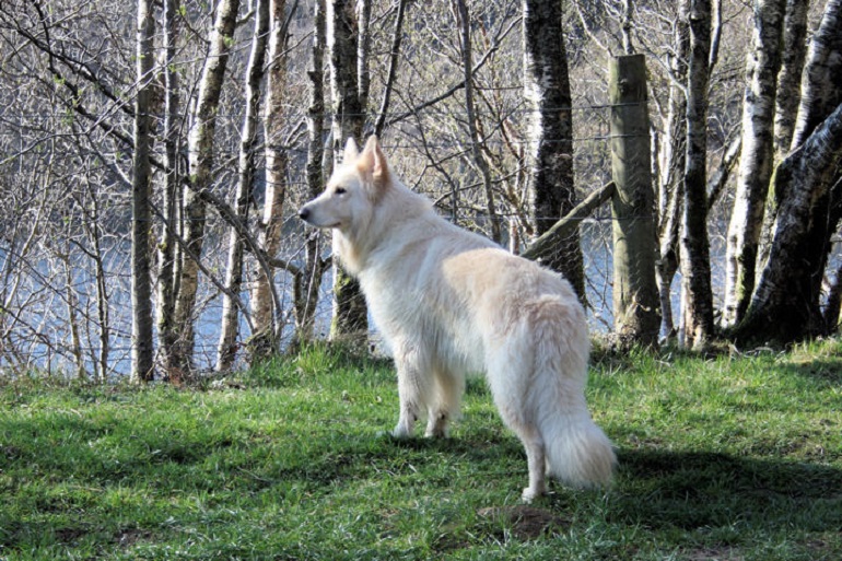 pure white german shepherds