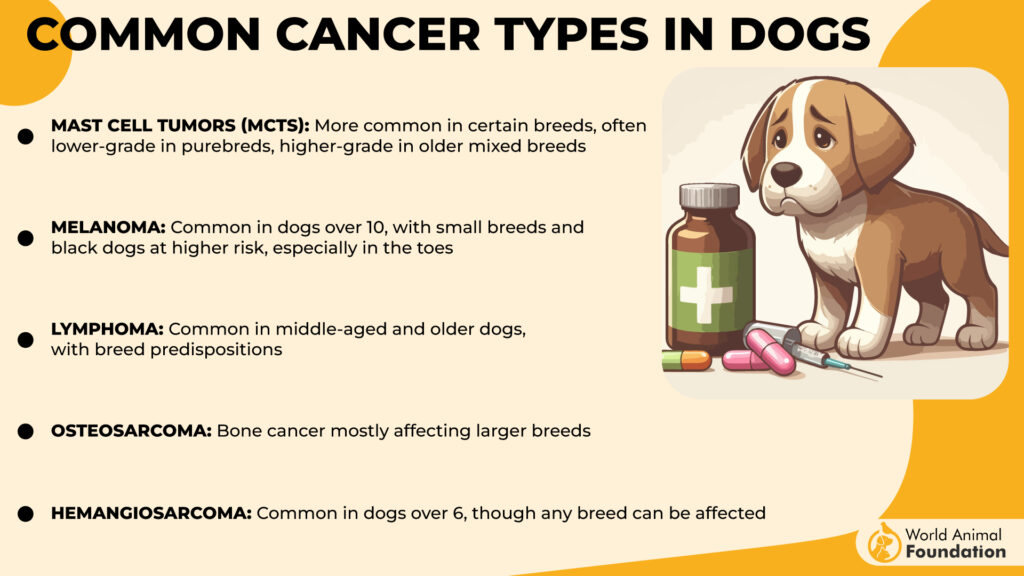 Common Cancer Types in Dogs