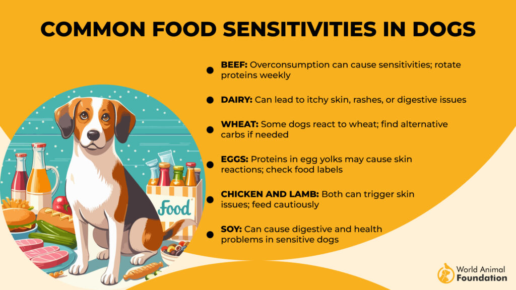 Common Food Sensitivities in Dogs