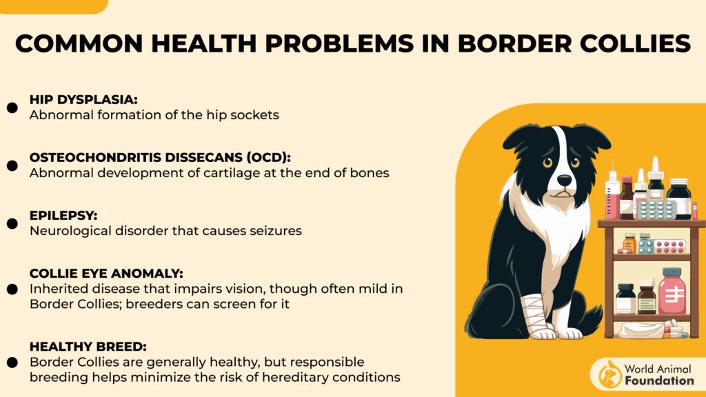 Common Health Problems in Border Collies