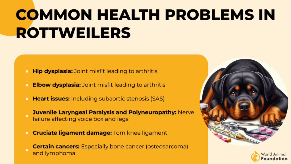 Common Health Problems in Rottweiler