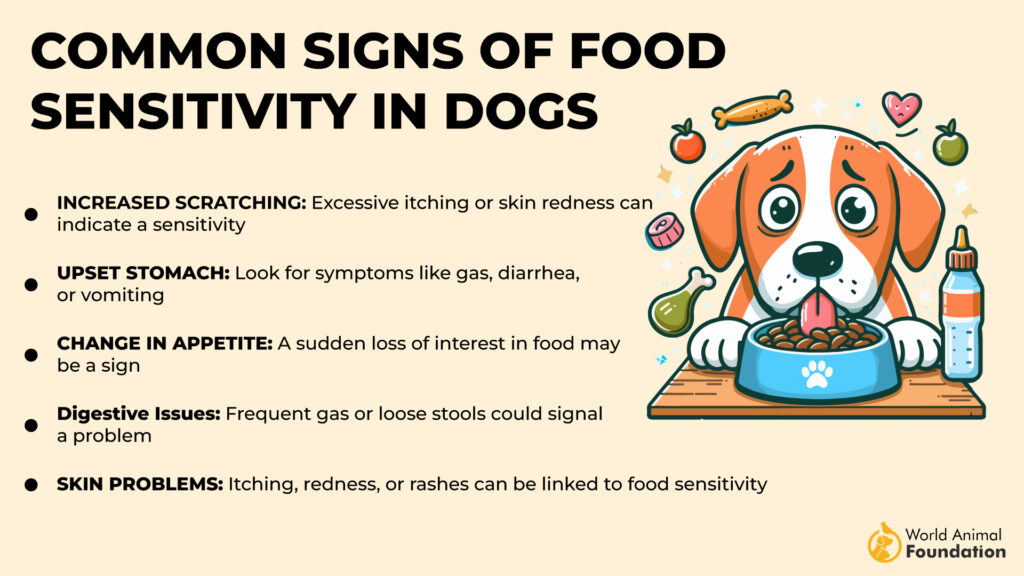 Common Signs of Food Sensitivity in Dogs