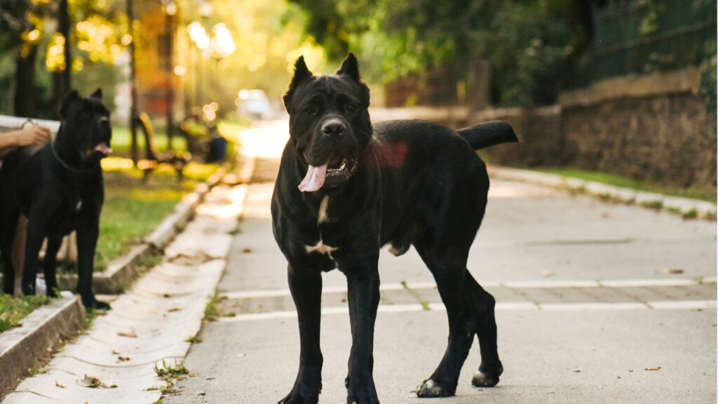 italian mastiff temperament