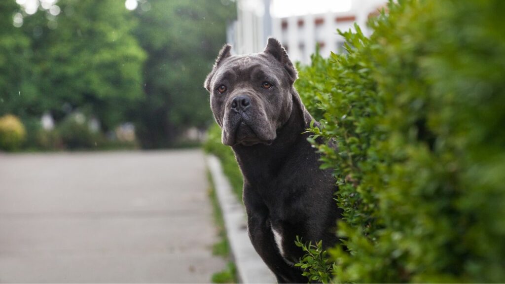 Cons of the Cane Corso