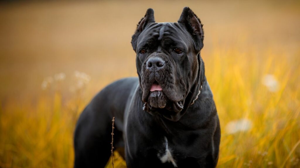 italian king cane corso dogs