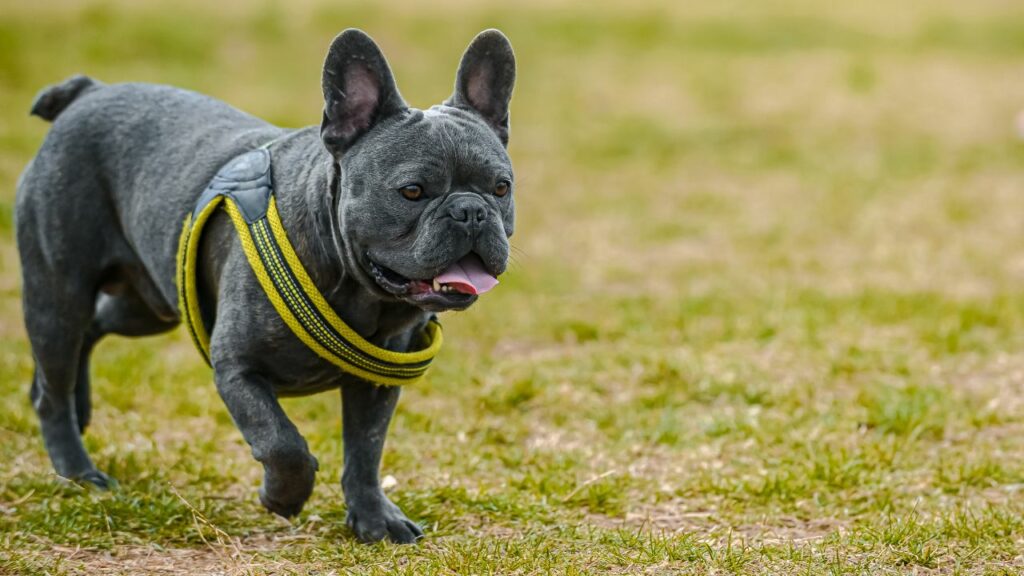 french bulldog cons
