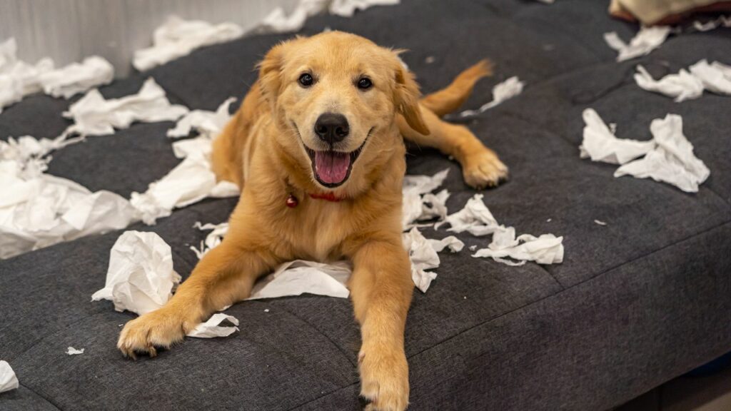 disadvantages of Golden Retriever