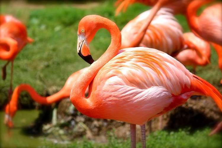 where do flamingos live