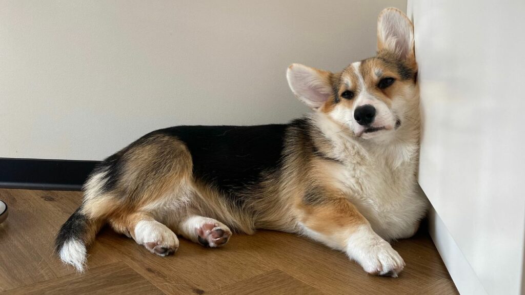 corgi sleeping on back