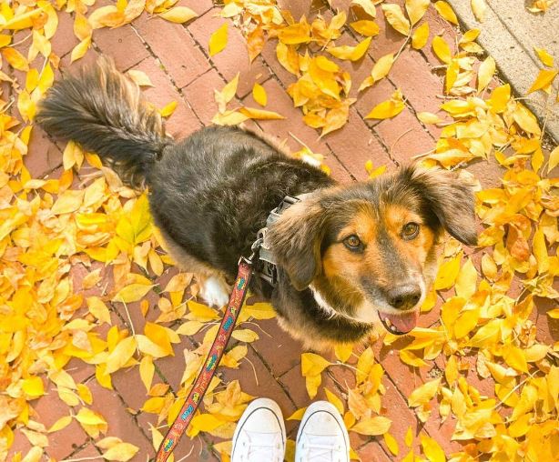 Corgi Australian Shepherd mix