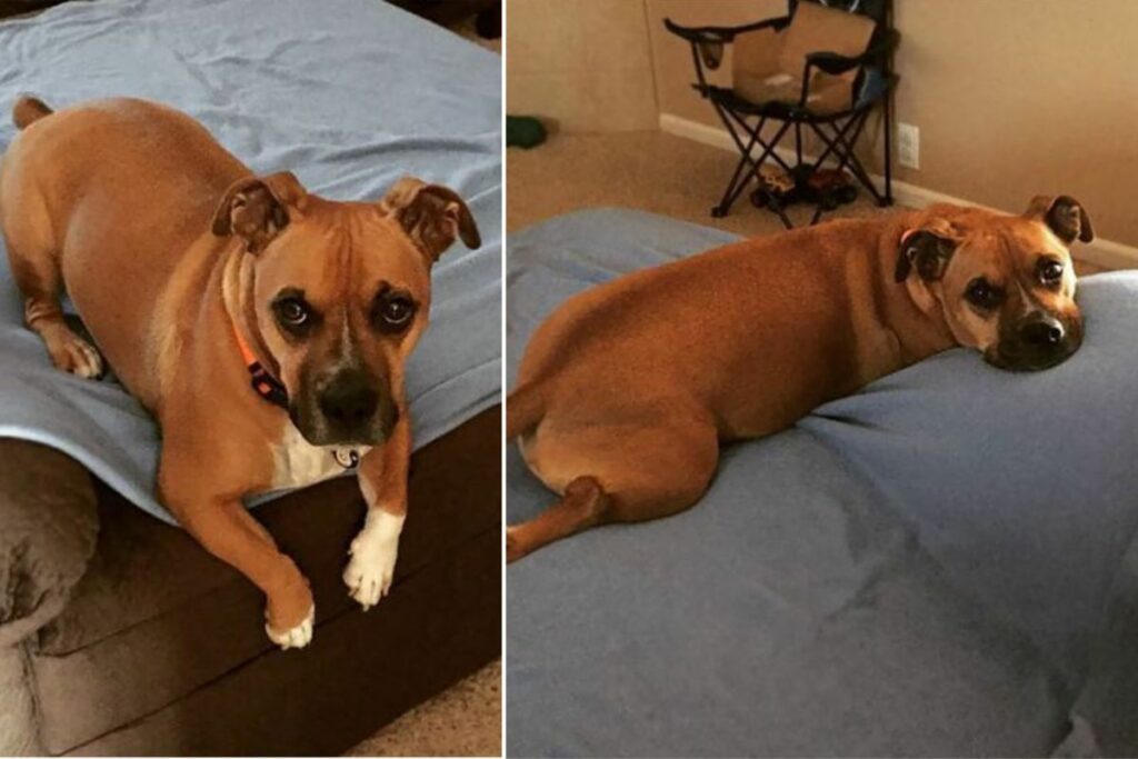 Corgi Boxer Mix