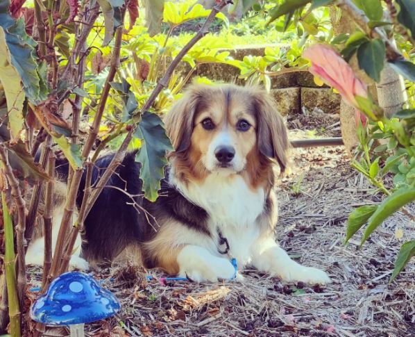 Corgi Cavalier King Charles Spaniel mix