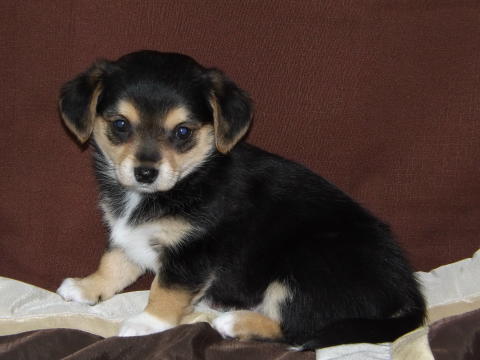 Corgi Chihuahua mix