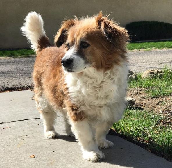 Corgi Cocker Spaniel mix