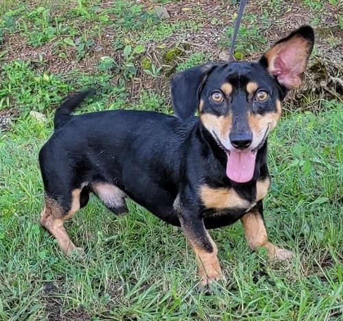 Corgi Dachshund mix