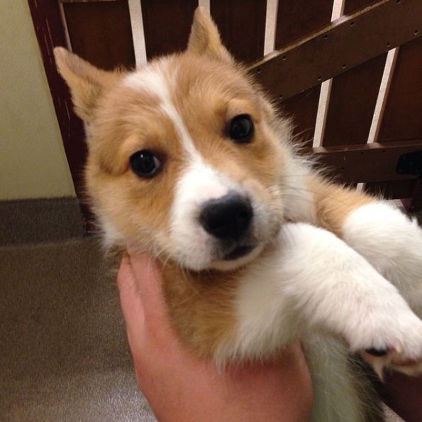 Corgi English Bulldog mix