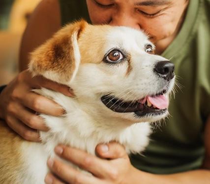 Corgi Mix Breeds