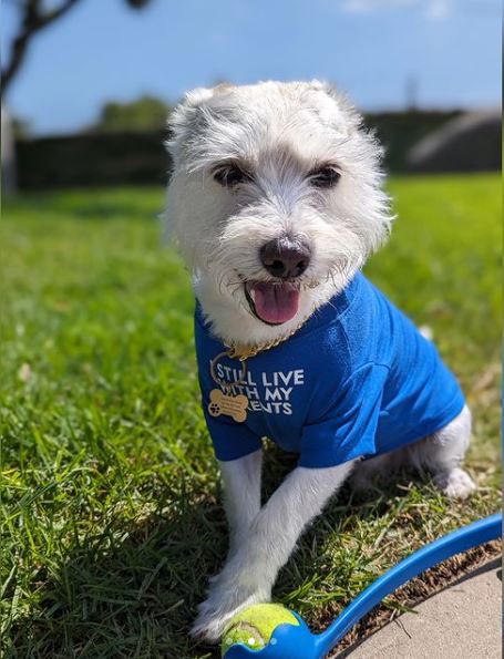 Corgi Schnauzer mix