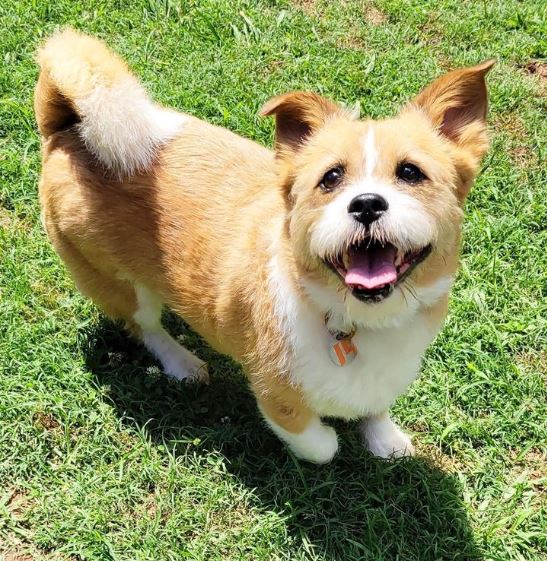 Corgi Shih Tzu mix