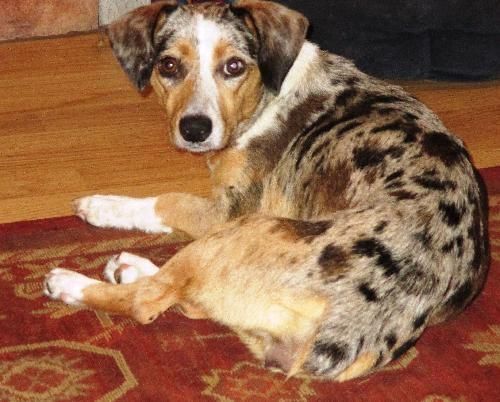 Corgi Catahoula mix