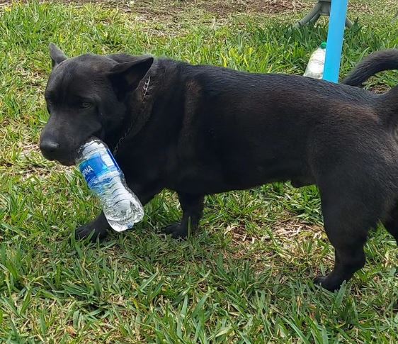 Corgi x Shar-Pei mix