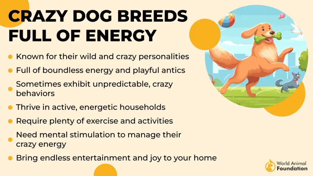 Crazy Dog Breeds Full of Energy