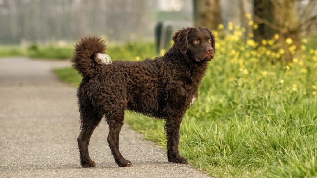 different retriever breeds