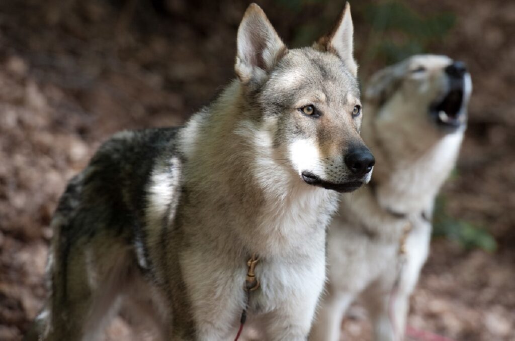 dog wolf breeds