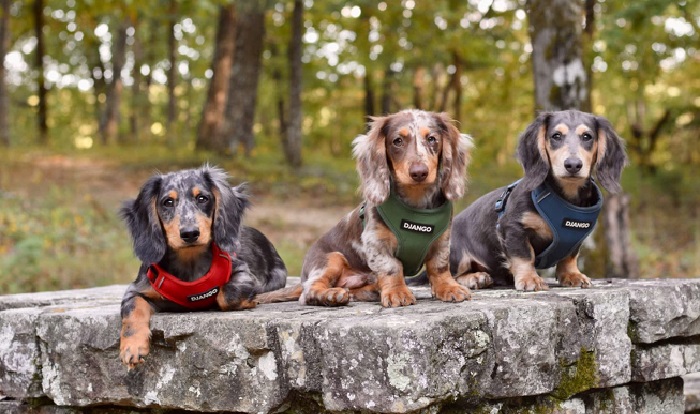 dog harness dachshund