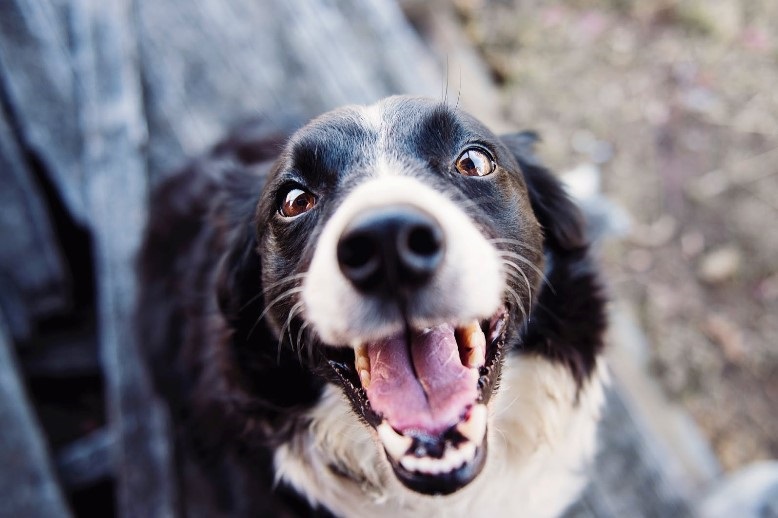 aggressive dog surrender
