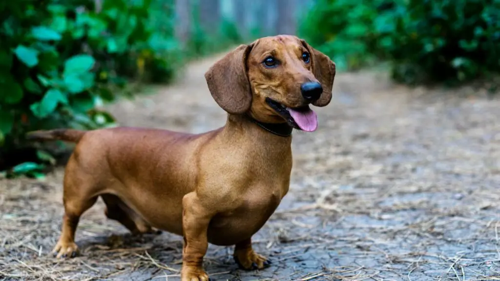 Guard Dog Breeds in Canada