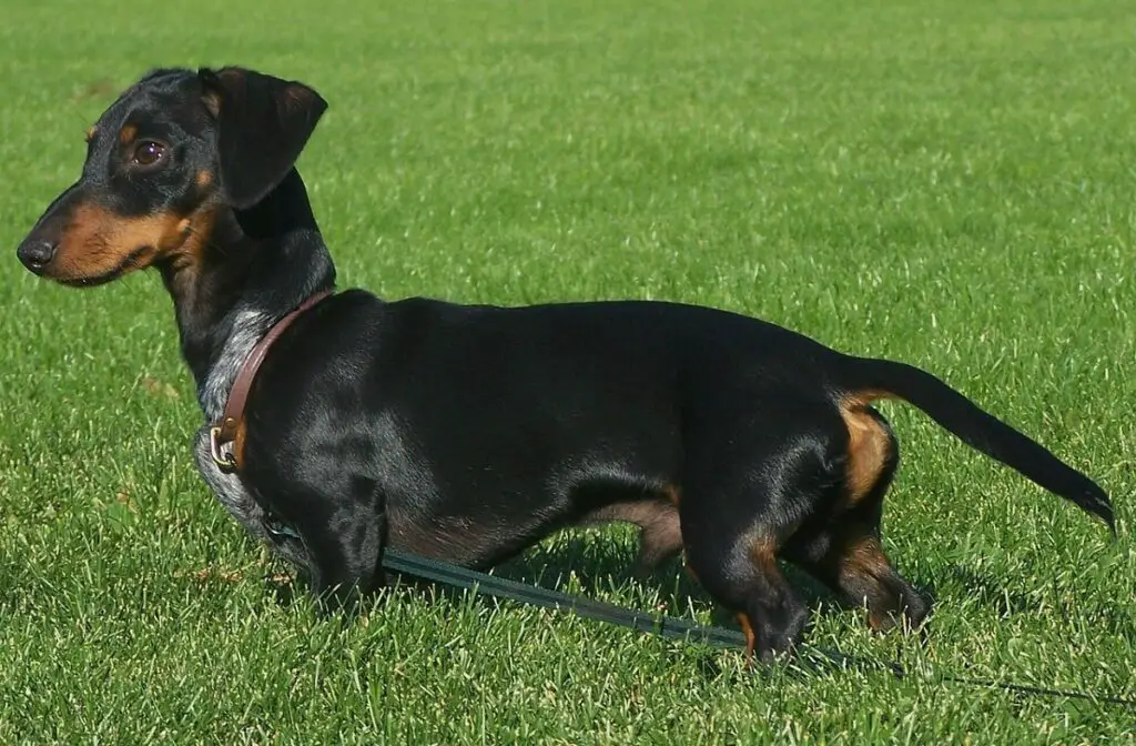 small guard dog breeds